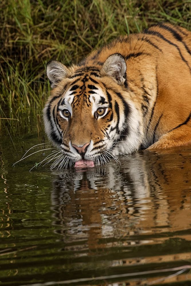 Siberian Tiger reflection while drinking-Panthera tigris Altaic Captive